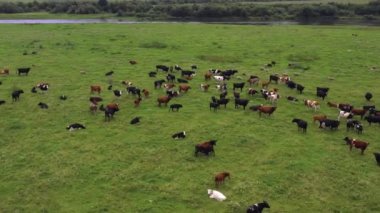 İneklerin tarlada otlaması gibi bir drondan alındı. Rusya, Bashkortostan