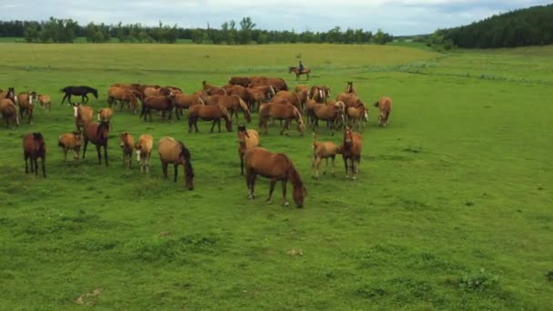 Tiré d'un drone un grand troupeau de chevaux dans un champ. Russie, Bachkortostan 