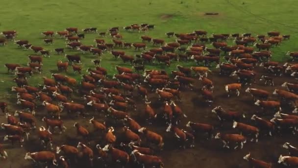Большое стадо коров Bos taurus было взято из дрона. Russia, Krasnodar — стоковое видео
