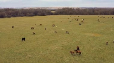 İnsansız hava aracından alındı. Bir tarlada büyük bir at sürüsü. Rusya, Bashkortostan