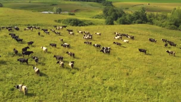 Tirado de um drone, como vacas pastam em um campo. Rússia, Bashkortostan — Vídeo de Stock