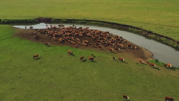 Большое стадо коров Bos taurus было взято из дрона. Russia, Krasnodar — стоковое видео