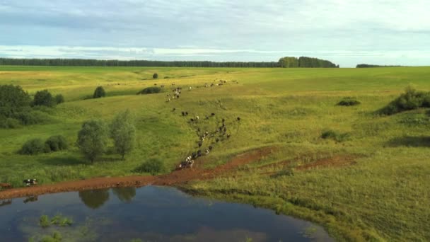 Снято с беспилотника, как коровы пасутся в поле. Russia, Krasnodar — стоковое видео