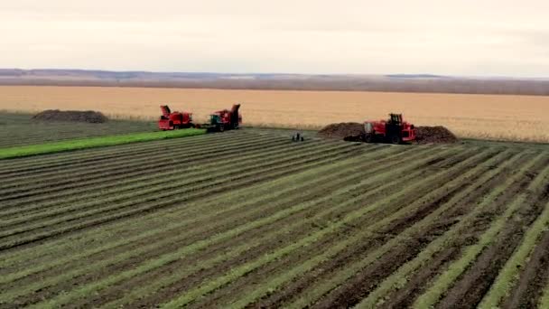 Taken from a drone red harvester collects beets. Russia, Bashkortostan — Stock Video