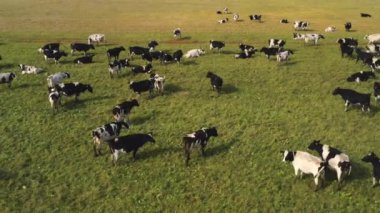 İneklerin tarlada otlaması gibi bir drondan alındı. Rusya, Bashkortostan
