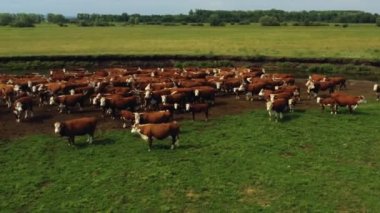 İHA 'dan büyük bir Bos boğa ineği sürüsü alındı. Rusya, Bashkortostan
