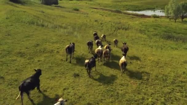Tiré d'un drone alors que les vaches traversent un champ. Russie, Bachkortostan 