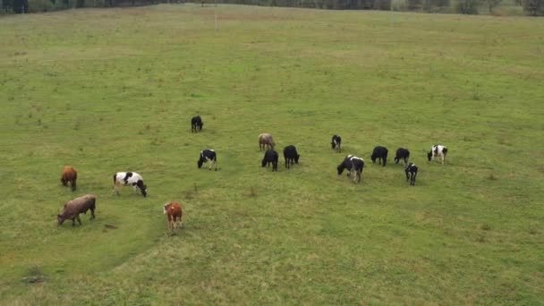 Tagen från en drönare, som kor betar på ett fält. Ryssland, Bashkortostan — Stockvideo
