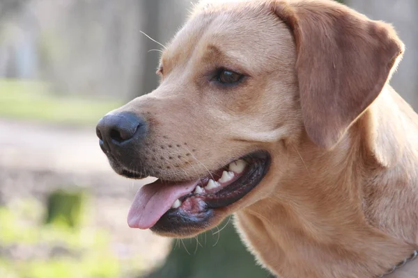 Kahverengi labrador uzakta parkta arıyorsunuz — Stok fotoğraf