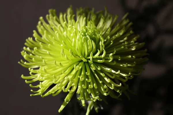 Green chrysanthemum flower against black background — Stock Photo, Image