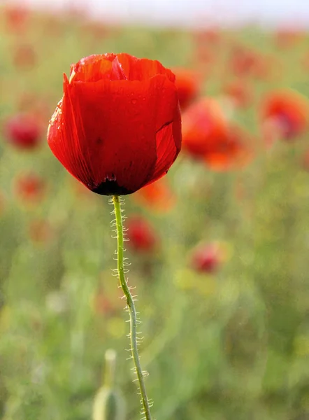 Campo con una flor de amapola en verano — Foto de Stock