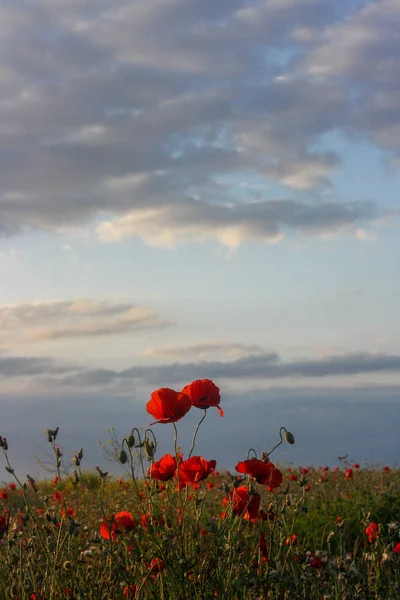 Escénico verano colorido campo de amapolas y cielo nublado — Foto de Stock