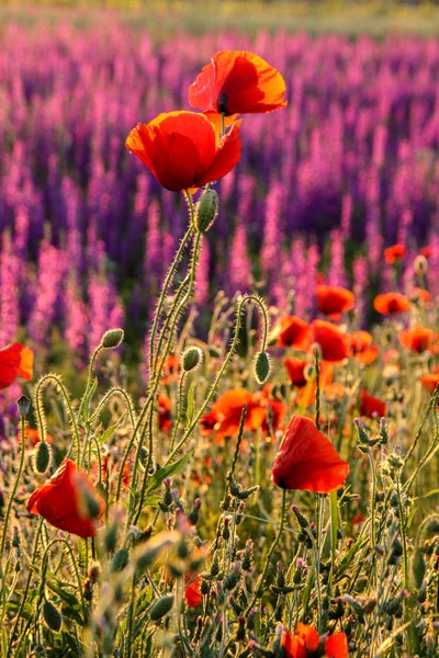 Escénico verano colorido campo de amapolas — Foto de Stock