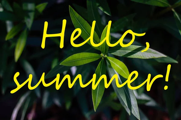 Text hallo Sommer und frische tropische Blätter auf dem Hintergrund — Stockfoto