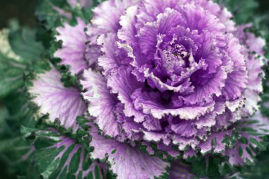 Süs dekoratif lahana güzel makro. Mor proton trendy renk.