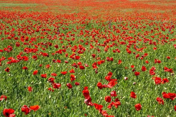 Amapolas rojas en el prado soleado textura vívida — Foto de Stock