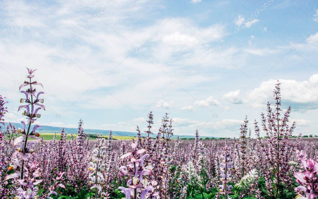 Scenic summer field of pink sage and blue cloudy sky