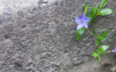 Sokakta yetişen mavi çiçek. Gri taş arka plan.