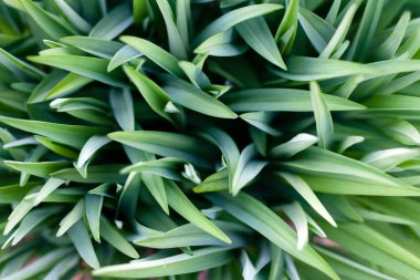 Tasarım için yeşil çim güzel doğal arka plan