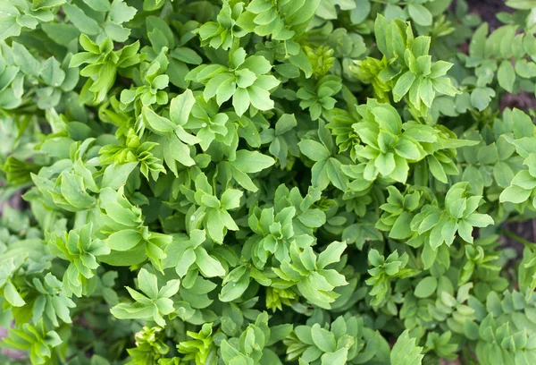Fresh green leaves texture top view — Stock Photo, Image
