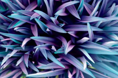 Tasarım için fantastik mavi çim arka plan