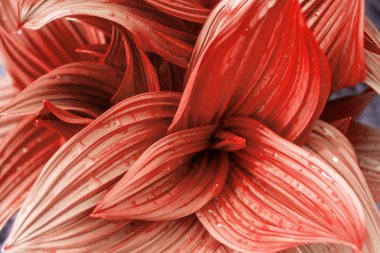 Kavisli soyut doku bırakır. Doğal arka plan