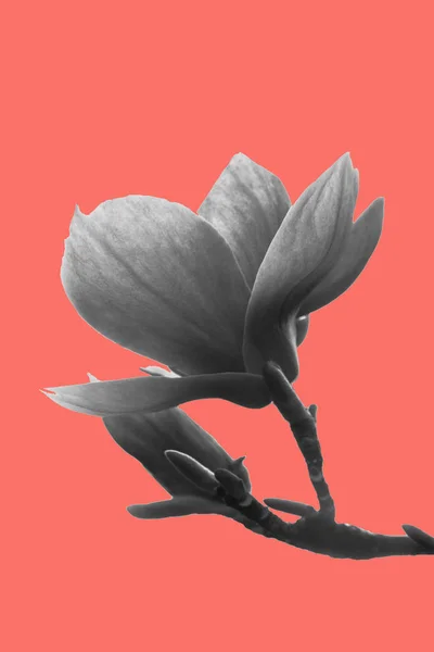 Black and white magnolia flower against trendy coral background