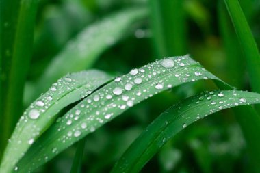 su damlaları ile çim arka plan