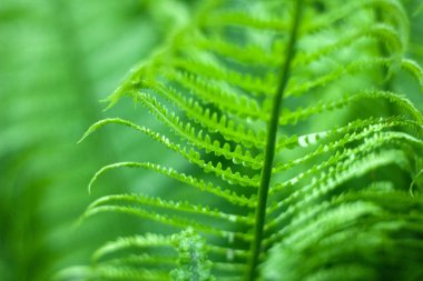 Alan sığ derinliği ile ilkbaharda taze parlak yeşil eğrelti otu yakın