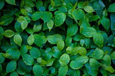 Su damlaları arka plan ile Yeşil taze yapraklar