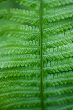 Alan sığ derinliği ile ilkbaharda taze parlak yeşil eğrelti otu yakın