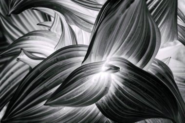 Kavisli soyut doku bırakır. Doğal arka plan