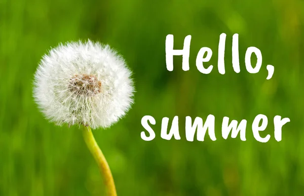 민들레 꽃 여름 잔디 배경에 대 한 가까이. 안녕하세요 여름 텍스트. — 스톡 사진
