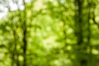 Güneşli bir günde deodaklı doğal yeşil orman arka plan