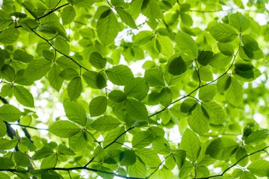 Doğal yeşil yaprakları niçin kapatın. Güzel orman arka plan