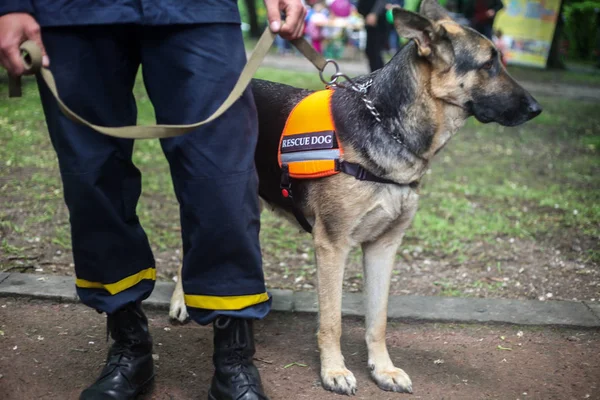 Рятувальна собака Німецька вівчарка з рятівником на вулиці — стокове фото