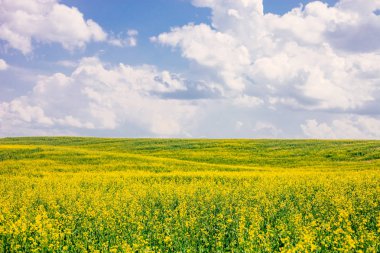 Bulutlar ile mavi gökyüzüne karşı çiçekli tecavüz alanı. Doğal peyzaj.