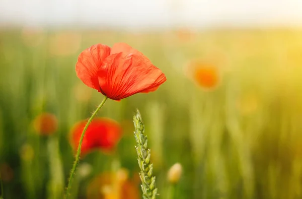 Campo de de de amapolas silvestres y trigo en la luz del sol. Flor de cerca . — Foto de Stock