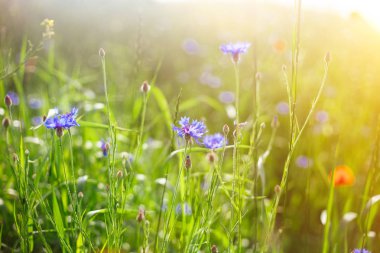 Güneş ışığında vahşi Poppies ve Mısır çiçekleri alanı