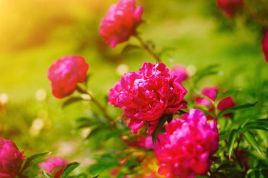 Kırmızı çiçek şakayık çiçekleme Şakayık Bahçe. Arka planda güzel taze yeşil çimen ve yumuşak güneş ışığı