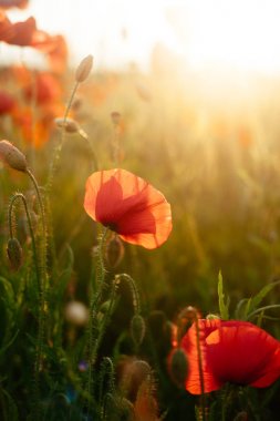 Yaz günbatımı ışık pitoresk çiçeklenme Poppies