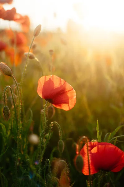 Las amapolas florecientes escénicas en la luz del atardecer del verano — Foto de Stock