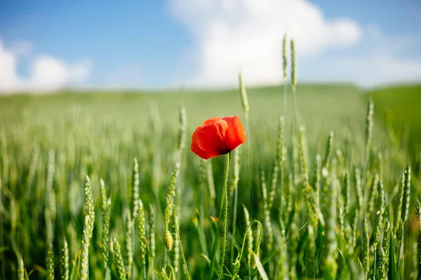 Campo con amapola silvestre y trigo a la luz del sol. Flor de cerca . — Foto de Stock