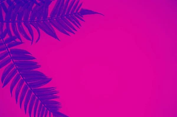 ピンクの背景に対する青いシダのエキゾチックな葉、トレンディなネオントーン — ストック写真