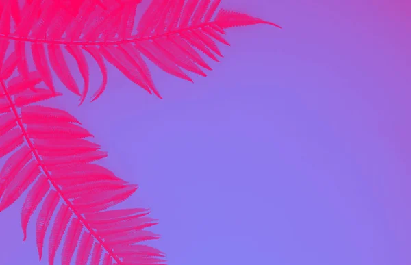 Roze Fern exotische bladeren tegen blauwe achtergrond, trendy Neon toning — Stockfoto