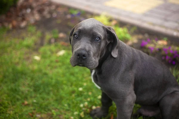 Cute cane corso puppy in the yard against grass background — Stock Photo, Image