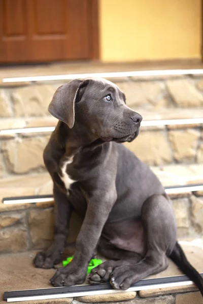 Sevimli baston corso köpek yavrusu evin yakınında oturan ve yukarı bakıyor — Stok fotoğraf