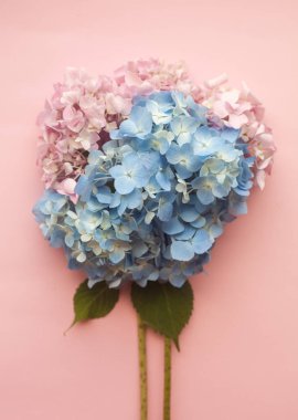 Ortanca pembe ve mavi çiçekler kompozisyon pembe trendy arka plan karşı. Düz döşeme, kopyalama alanı.