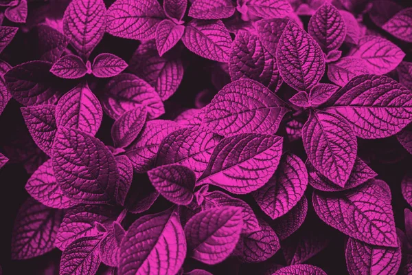 Ярко-фиолетовый оставляет абстрактную текстуру. Природа . — стоковое фото