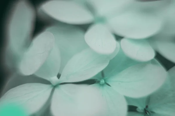 Floral macro picture of flowers. Mint, biscay green trendy colors. Botanical petals close up background